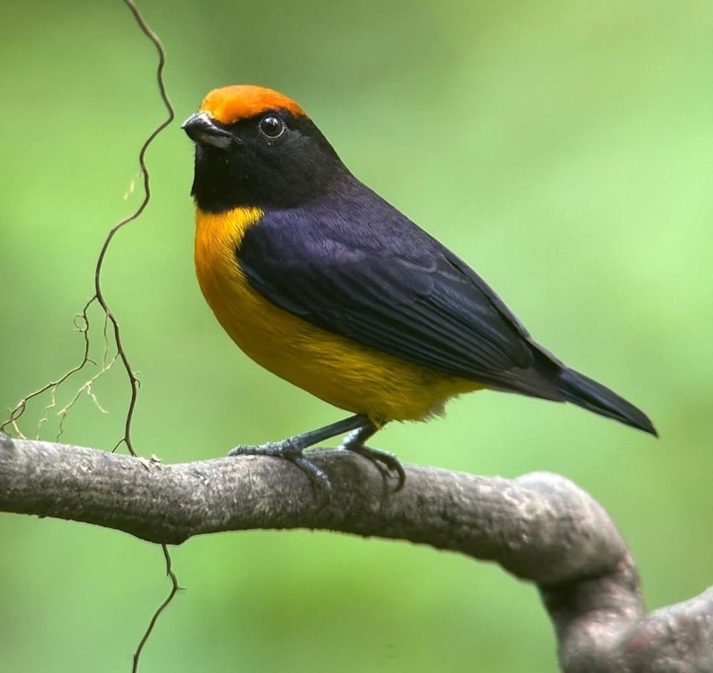 Festival de Aves y Biodiversidad (BIOFEST) El Valle